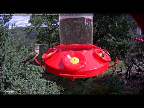 Subadult Male Broad-tailed Hummingbird Shows Signs of Maturity – Oct. 19, 2017