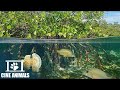 MANGROVES - The Beautiful Habitats on Earth  | Wildlife & Nature Documentary 2022