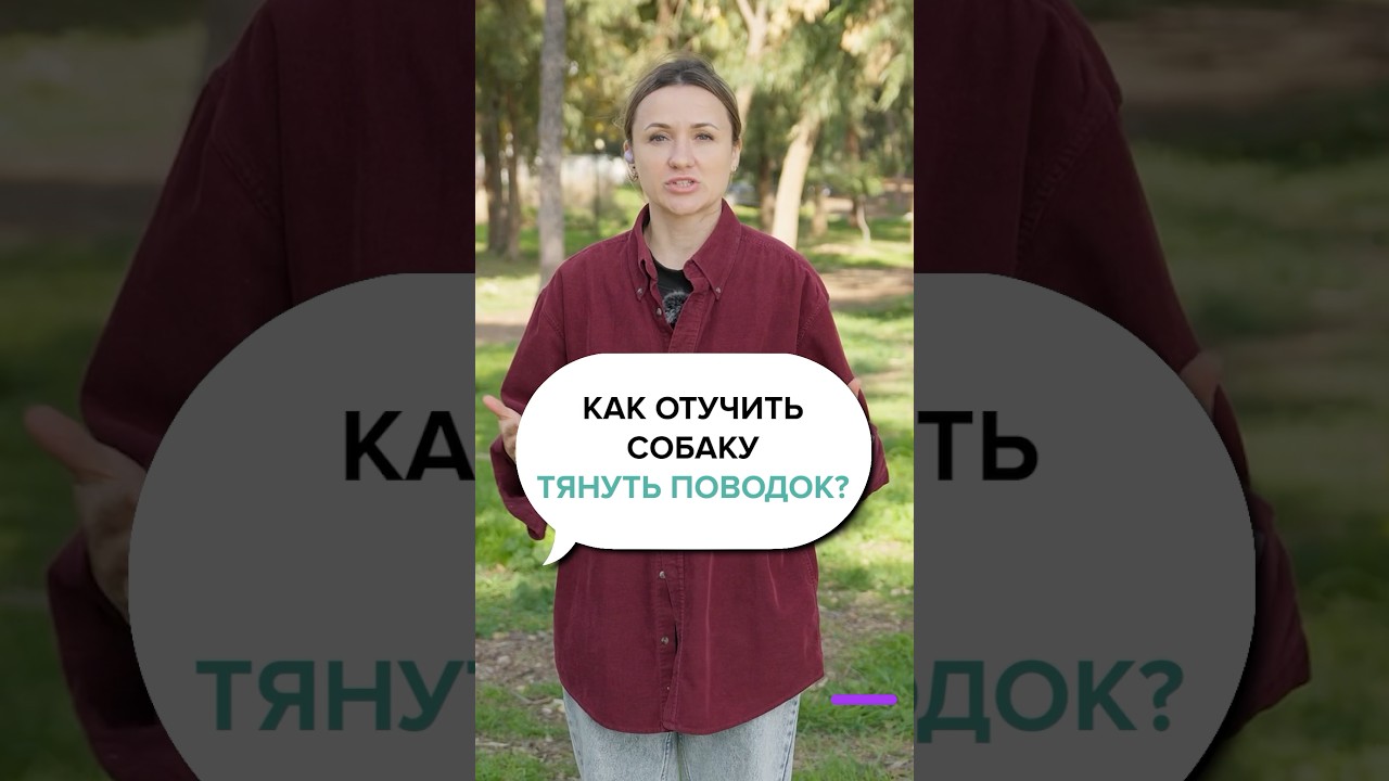 🐕‍🦺Собака тянет поводок, Как Отучить? Пошаговая Инструкция!
