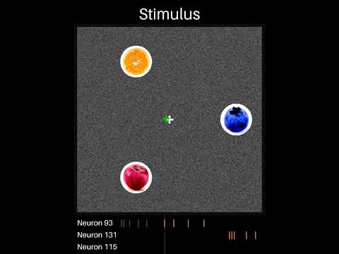 videos_with_neurons/Perle_2022-05-31.mp4