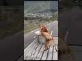 Wapas To Aaja Yaar Sine Se Laga Ja Yaar Status