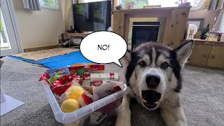 [閒聊] 最近有看到什麼療癒的影片嗎