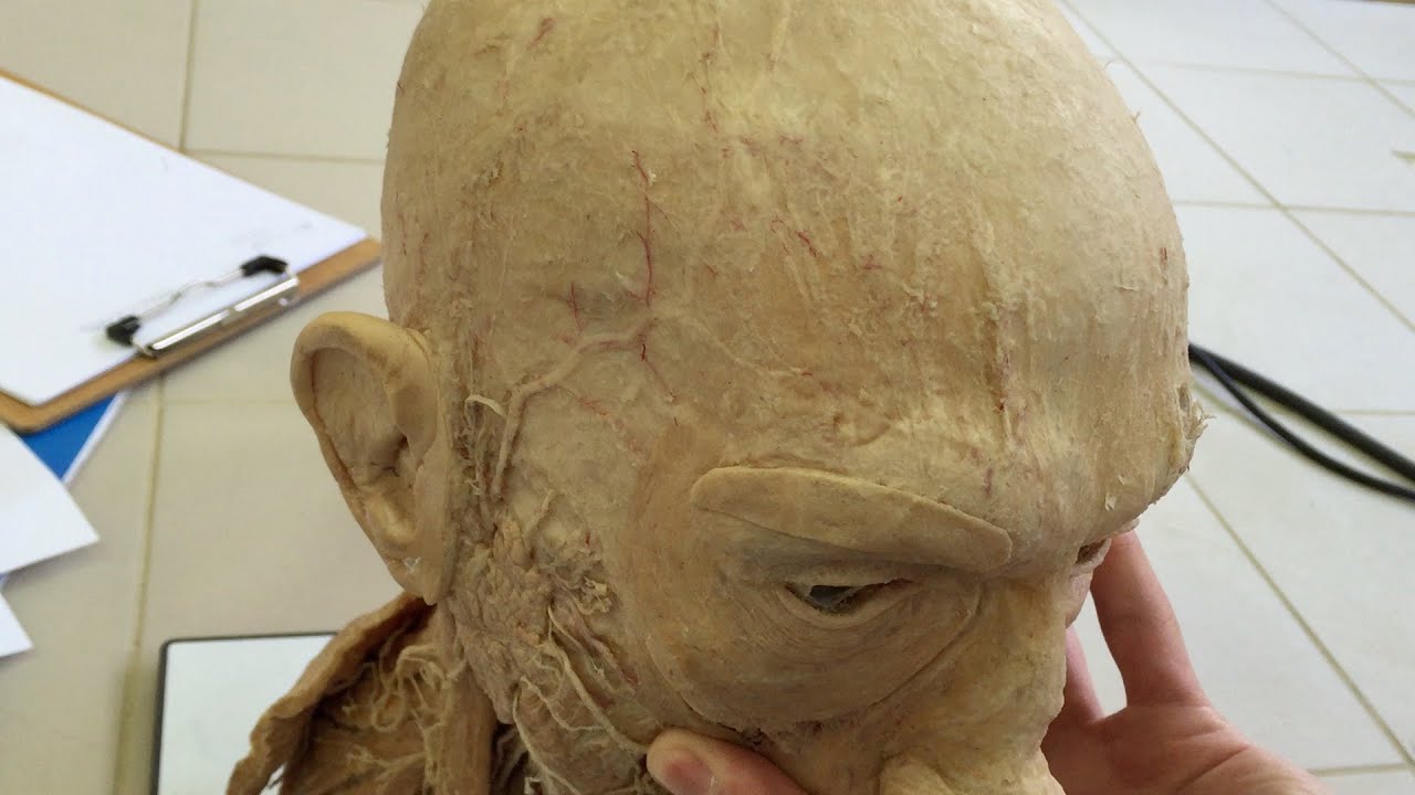 Anatomy of the Scalp