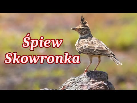 Śpiew Skowronka - Odgłosy Skowronka