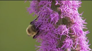 Pollen allergies spiking in Minnesota I KMSP FOX 9