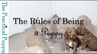 The Rules of Being a Puppy