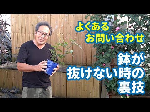熱波の最中に植物の世話をする