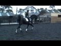 Friesian Stallion X Rated training part 1 