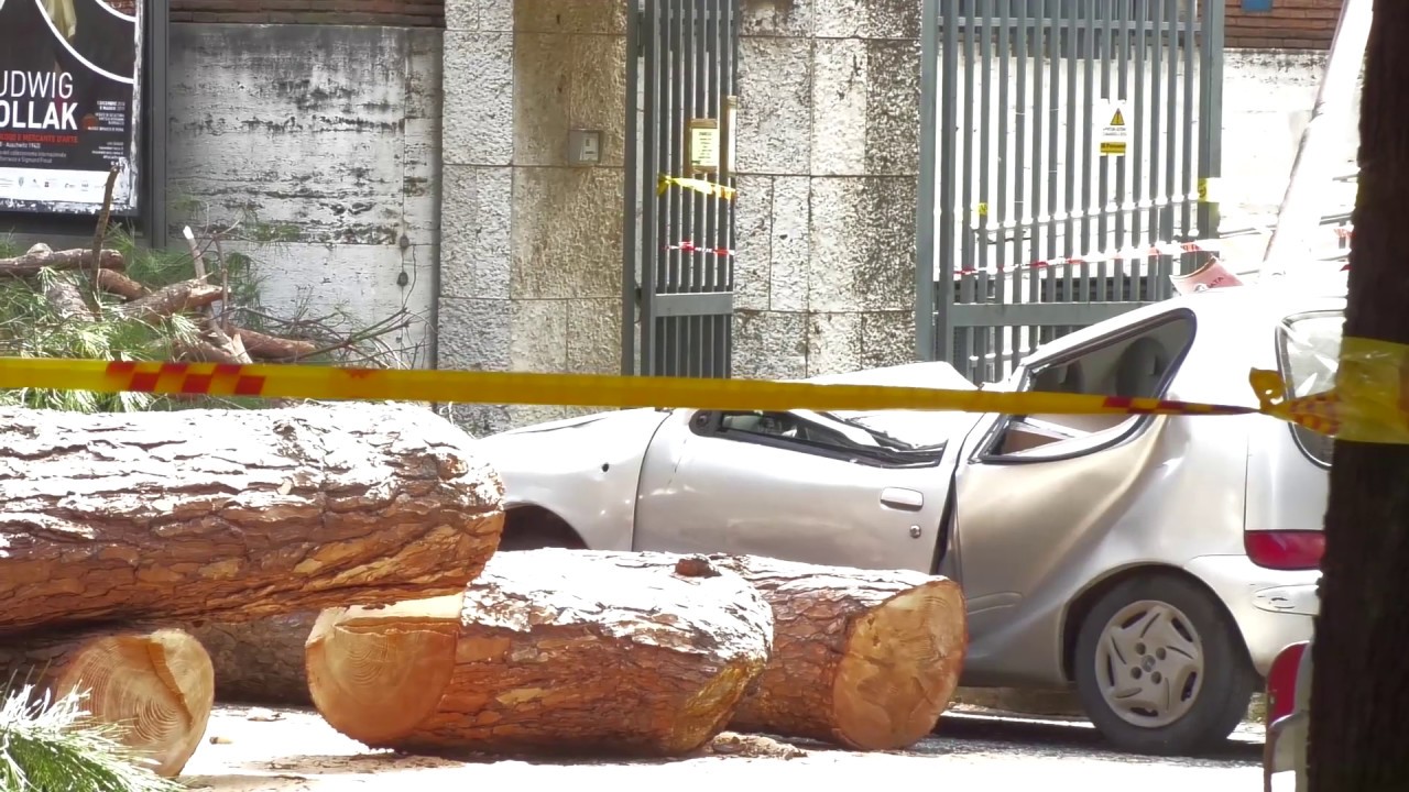 Crolla un albero nel centro di Roma, due feriti gravi Crolla un albero nel centro di Roma, due feriti gravi