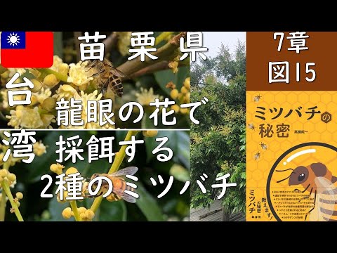 Duas espécies de abelhas forrageando flores longan (Condado de Miaoli, Taiwan) (Capítulo 7, Figura 15) Para visualização
