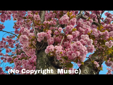 (NO COPYRIGHT MUSIC)NATURE BACKGROUND PIANO MUSIC FOR VIDEO BY MAXKOMUSIC