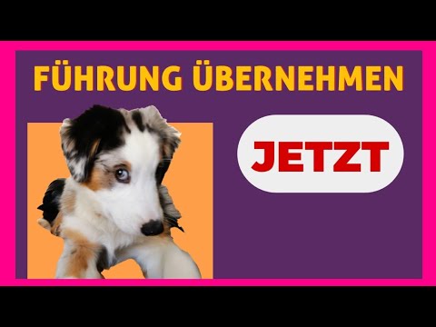MIT DIESEN EINFACHEN TIPPS DIE KONTROLLE ÜBER DEINEN HUND ÜBERNEHMEN ✅ Regeln und Grenzen setzen