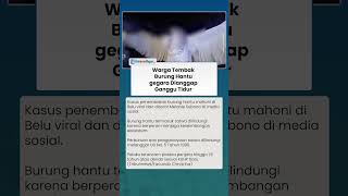 TEGA! WARGA TEMBAK MATI Burung Hantu gegara Dianggap Ganggu Tidur, Pelaku Terancam Penjara