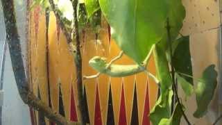 baby chameleon (I believe I can fly)