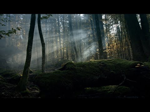 Trailer-Vorschau: Der wilde Wald