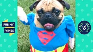 [20 MIN] SUPER DOG! Funny Animals Compilation 2018!