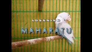 Download lagu Lovebird Maharatu : Gaya Ngekek Leher Patah mp3