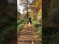 Magnifique Connemara crème, véritable compagnon