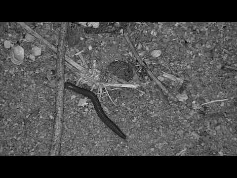 Djuma: Shongololo(Millipede) - 00:19 - 11/17/19