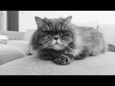 See you again my old princess Pia - YouTube