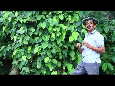 Arka Microbial Consrtium (AMC) in Pepper