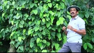 Arka Microbial Consortium (AMC) in Pepper