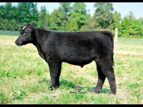 2016 Lane Farms Tag 3173