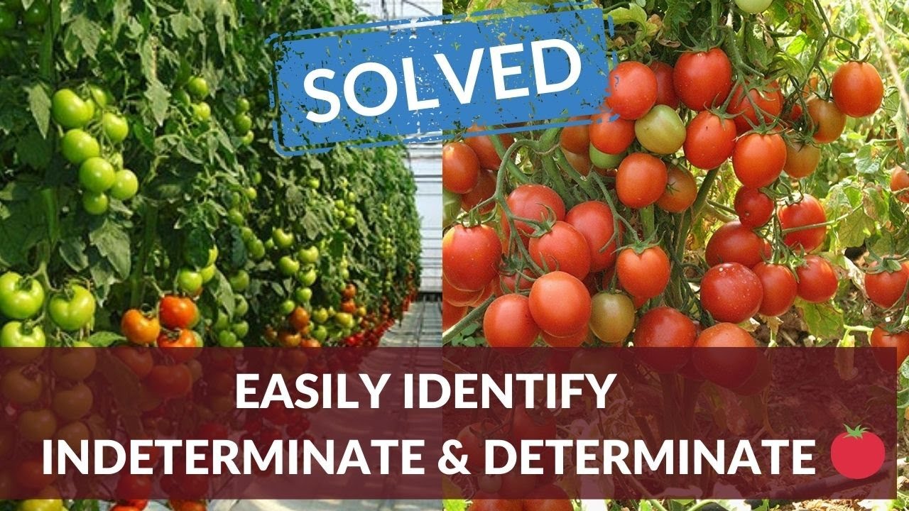 How can you tell the difference between tomato plants? EN General