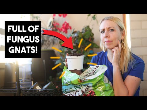 Where do fungus gnats come from?