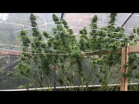 OG Kush day of Harvest