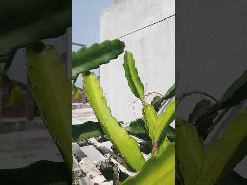 #Drogan fruit  Swarupa Devarakonda Vlogs