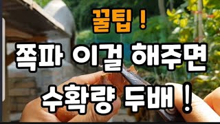 (꿀팁)김장 쪽파 이렇게 심으면 두배로 수확! #쪽파심는방법 #쪽파심는시기 #쪽파심는간격 #쪽파수확많이하는방…