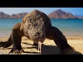 Planet Earth II Best Bits