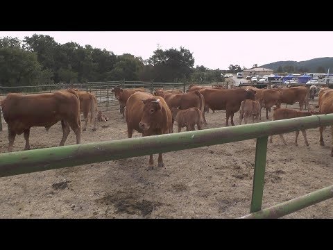 Covaleda celebra su XVI Feria Ganadera