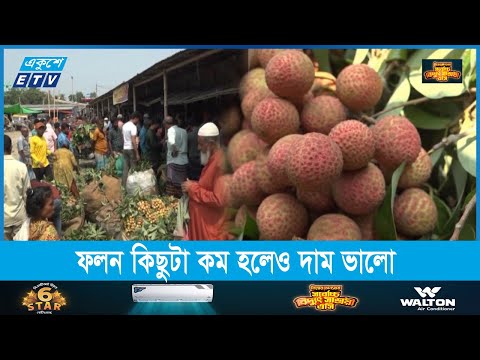 মৌসুমের শুরুতেই যশোরে জমজমাট পাইকারি লিচুর হাট