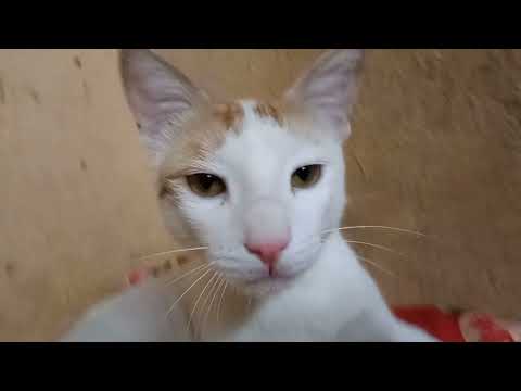 Bantoo apni marzi ka malik|| Amreen vlog