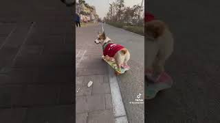 前世スケーターやろ笑　#tiktok