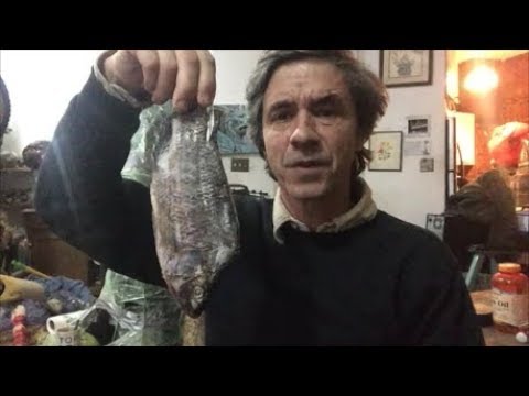 Frozen Tilapia  Fish for Dogs Raw Diet