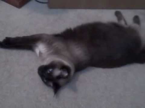 Lazy Skyler - One Fat Cat