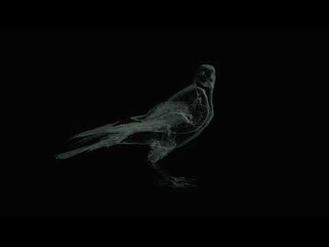 Nico Clinico - Cuervo Shaq #kycvol3