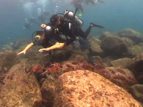 Marcio Mota mergulhando em Noronha  #luademel