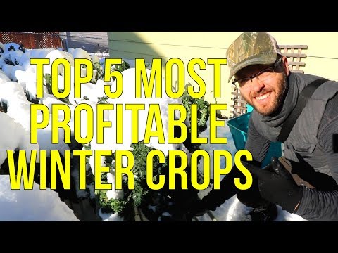 download lagu mp3 mp4 Winter Crops In Canada, download lagu Winter Crops In Canada gratis, unduh video klip Winter Crops In Canada