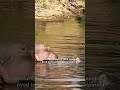 Has Colombia Finally Found a Solution For Pablo Escobar's 'Cocaine Hippos?' #shorts
