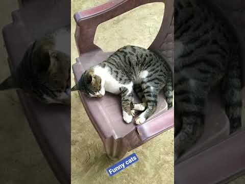 Funny Cats #shorts #cats