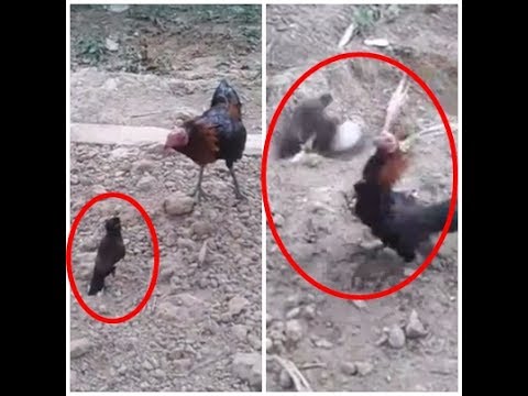 Usus besar dan potensi Akupunktur untuk pengobatan impotensi
