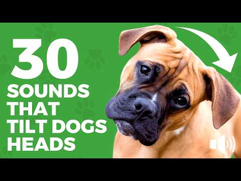 30 DOG Sounds That Make Dogs Bark &amp; Tilt Their Heads 🐶