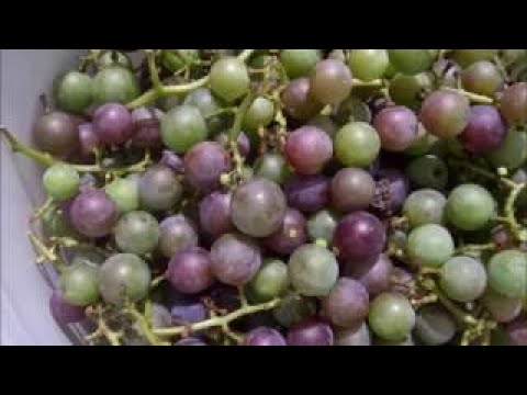 The Permaculture Food Forest