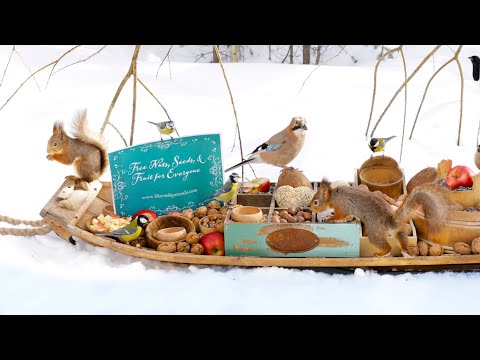 The Traveling Bird Feeder 3 -  Relax with squirrels & Birds (2-Hour special)
