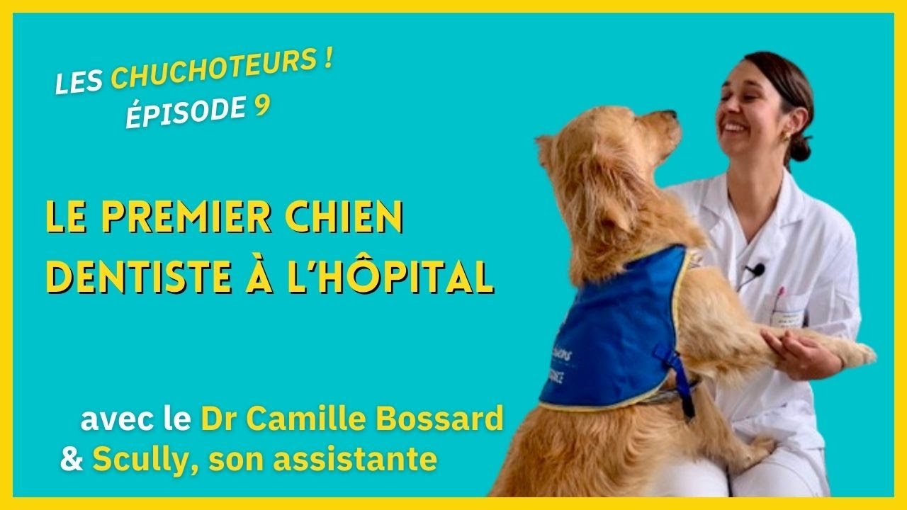 A Brest, Scully est le premier chien dentiste de France