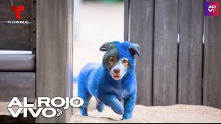 Captan a misteriosos perros azules en una ciudad rusa
